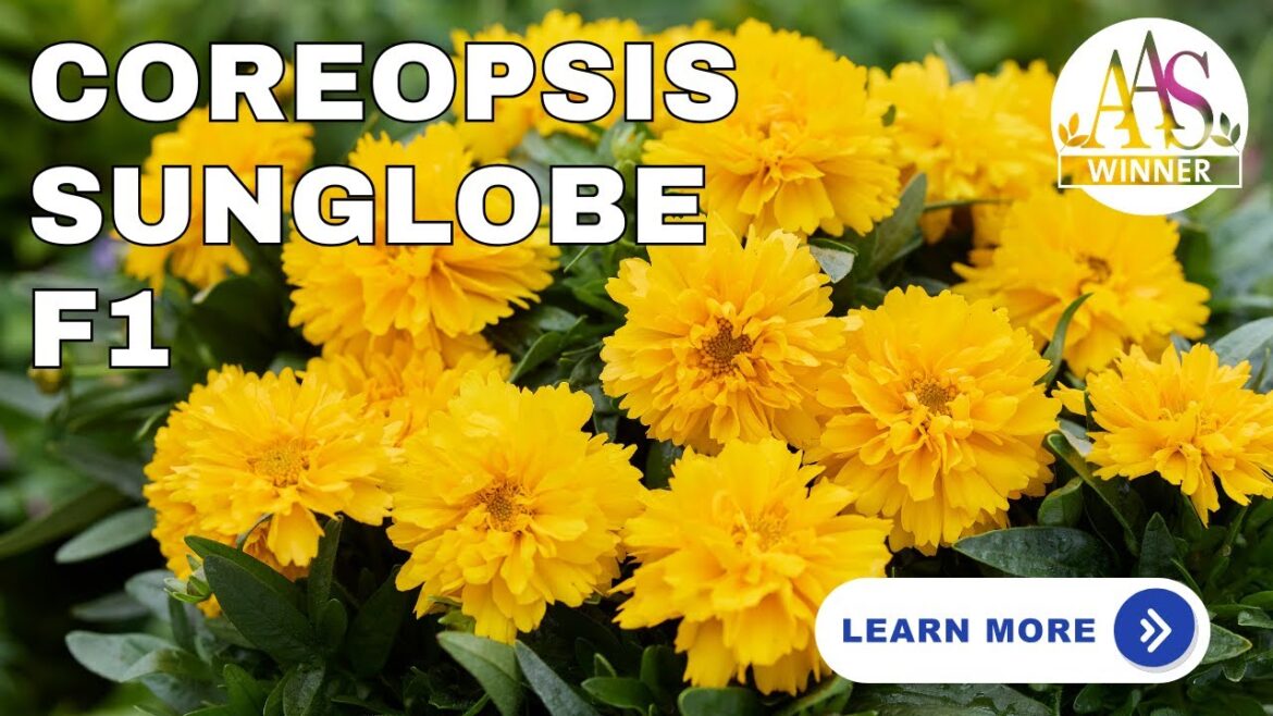 Coreopsis Sunglobe F1 🌼 AAS Winner Spotlight | How to Grow Stunning Yellow Blooms #aaswinner