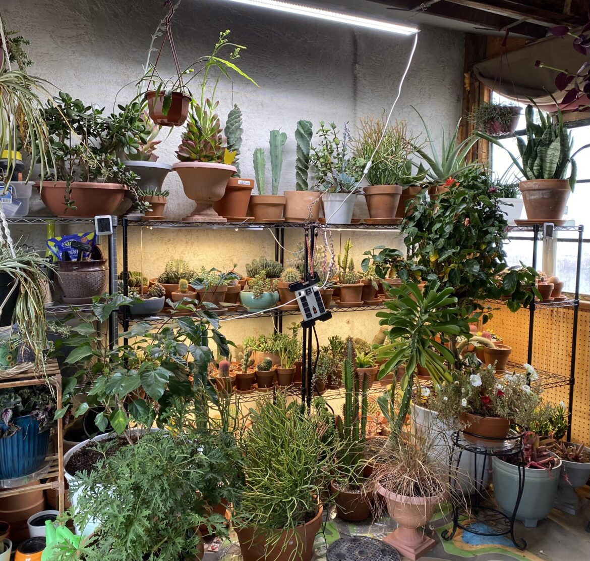 How long to leave grow lights on in an unheated room during winter How long to leave grow lights on in an unheated room during winter