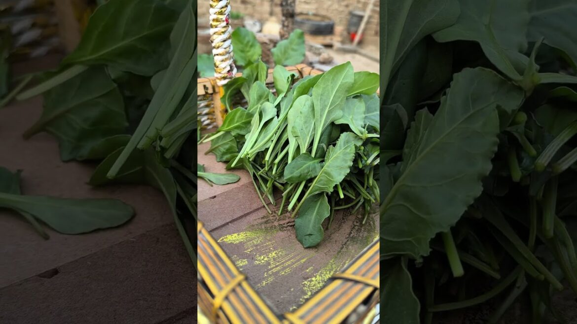 Winter Gardening: Tips For Your First Harvest