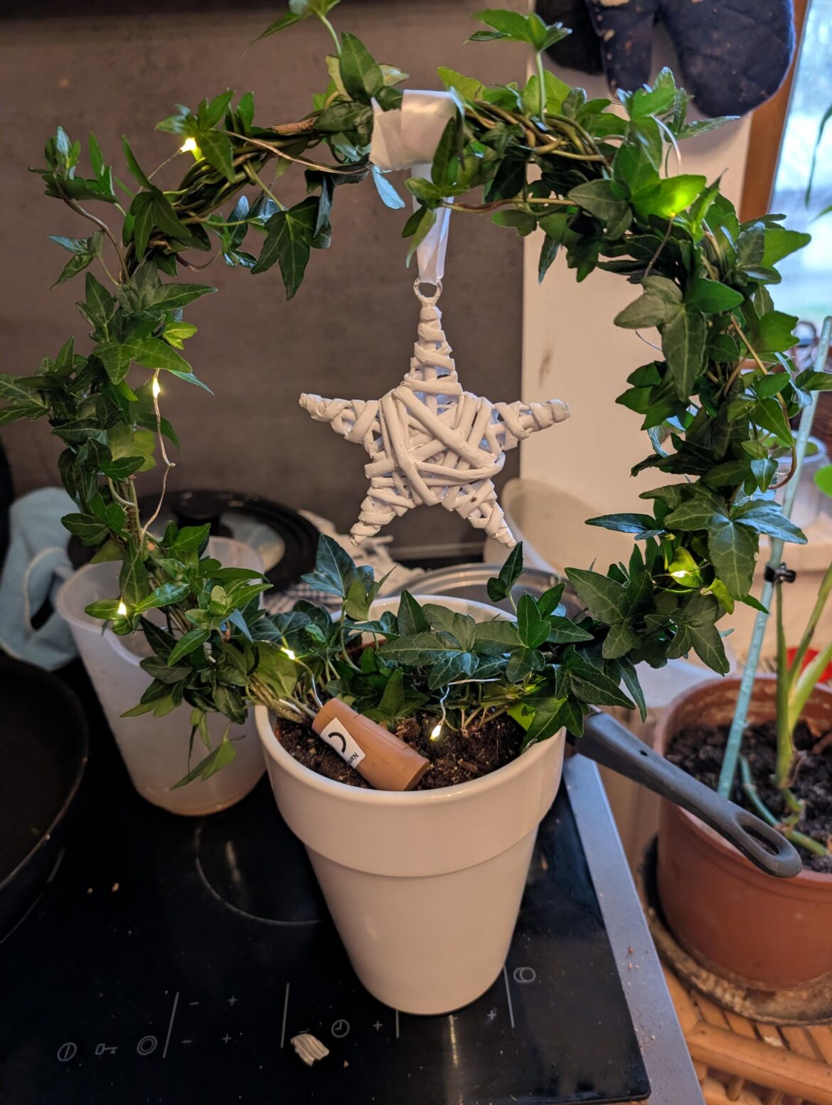 I got this little fella as a birthday gift yesterday. How do I care for Ivy