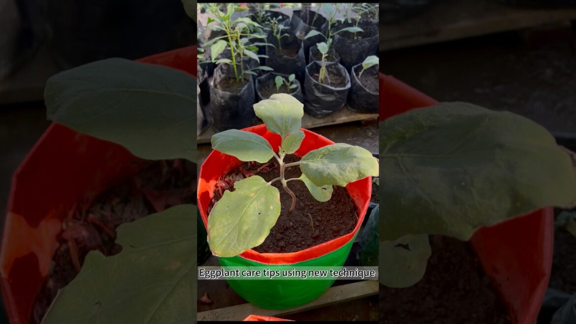 Eggplant grow tips using new compost technique #eggplant #gardening #rooftopgarden #shorts
