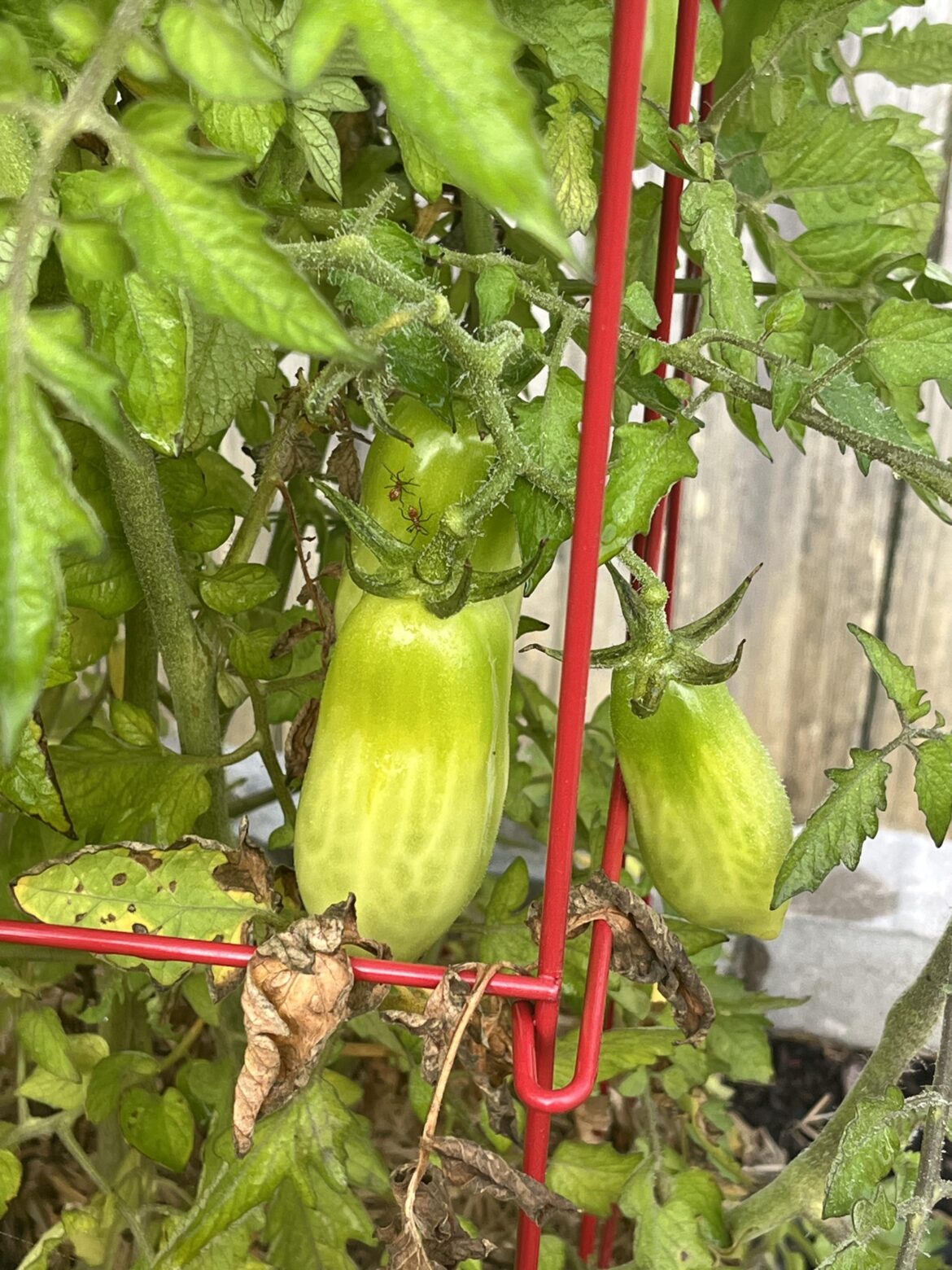 Will it ripen?