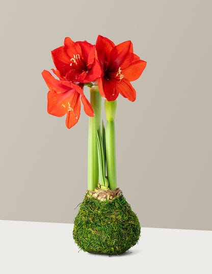 Waxed Amaryllis Bulb