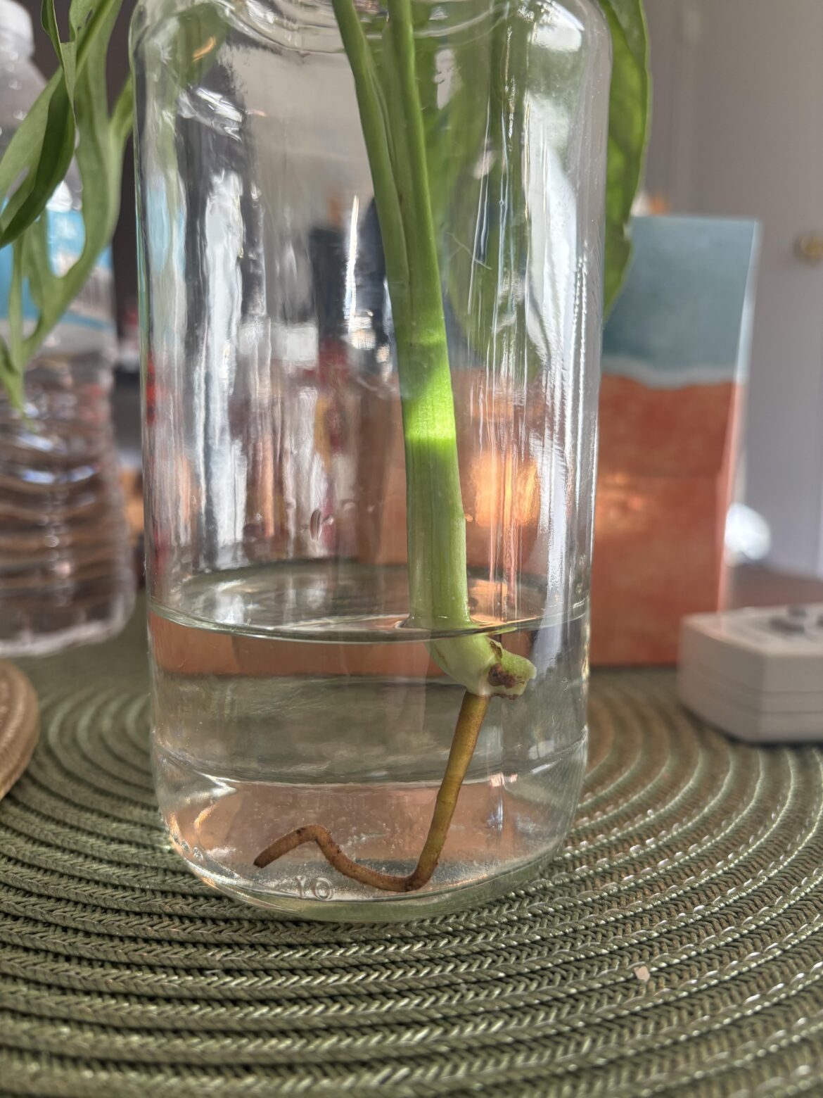 Adansonii Propagation