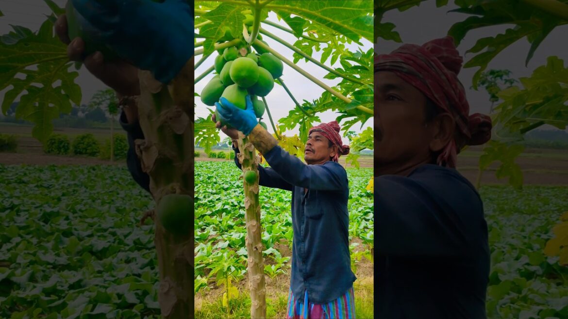 Farmer Harvests Green Papaya Early Morning for Sale #shorts Farmer Harvests Green Papaya Early Morning for Sale #shorts