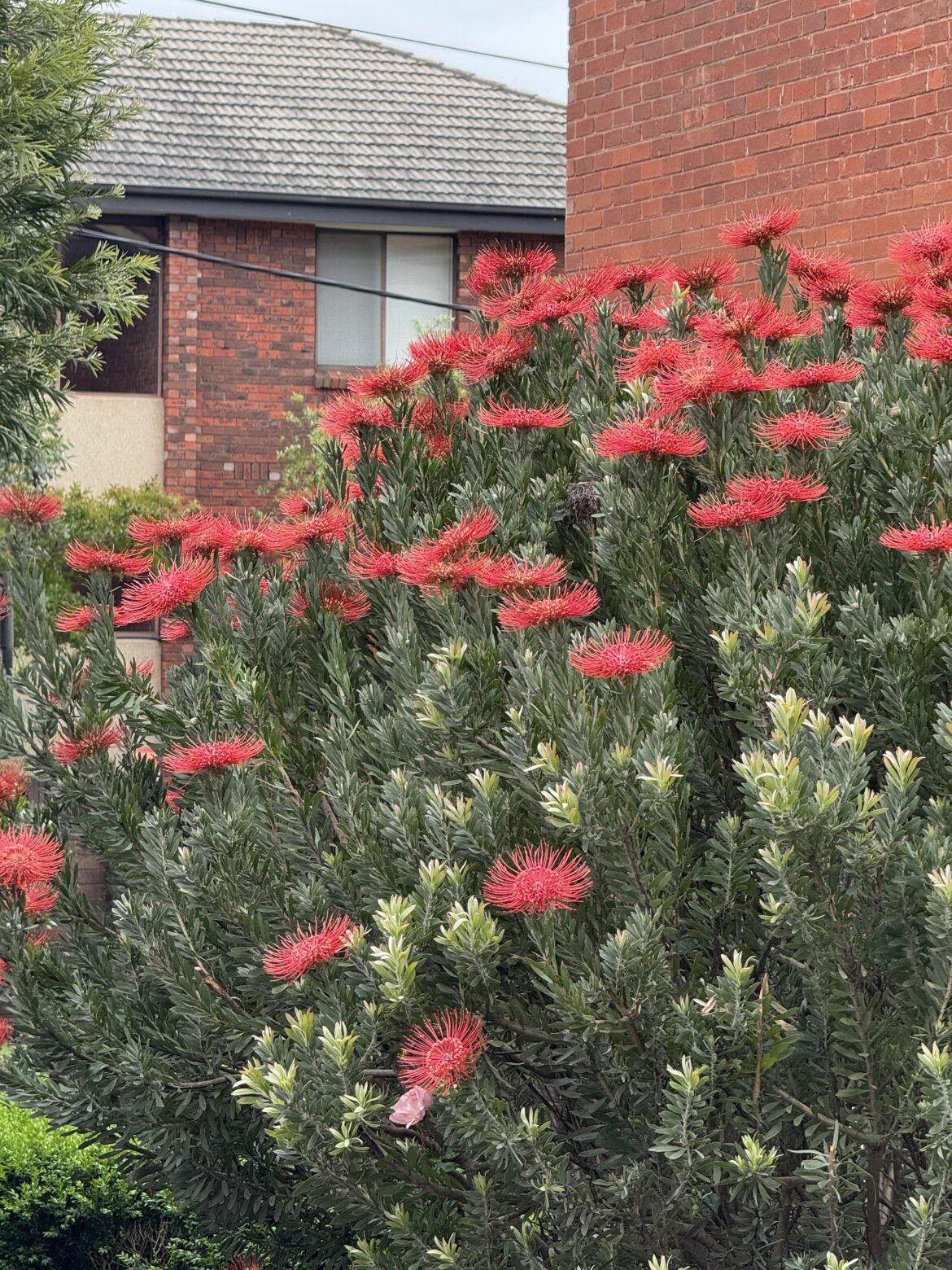 Aus native? Don’t u love em