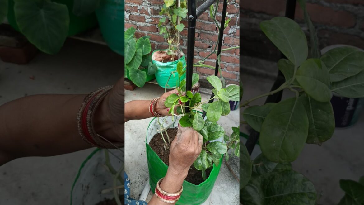 terrace garden ideas #gardening #garden #greenrooftop