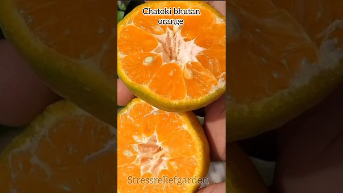 Top 4  type citrus plant 🍊🍋||#shorts #garden #nature #plants #flowers #fruit