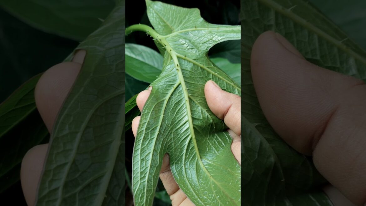 From Wild Plant to Edible Tuber. #shorts #ytshorts #plants #viral #trending #herbal #like