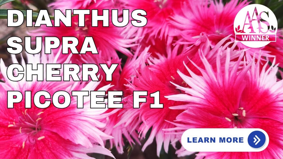 'Supra Cherry Picotee' Dianthus: The AAS Winner You Need in Your Garden! 🌸#gardening #gardenflowers