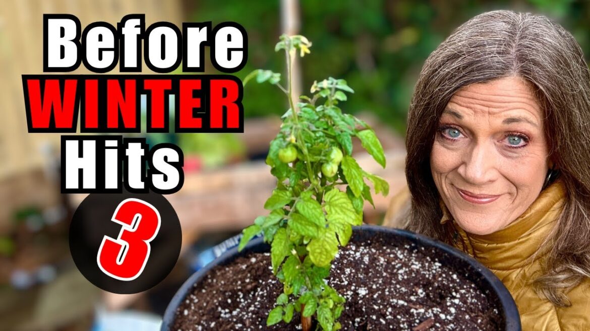 CaliKim: Before Winter Hits (Pt. 3): Bring These Plants Indoors To Save Them Before Winter Hits (Pt. 3): Bring These Plants Indoors To Save Them