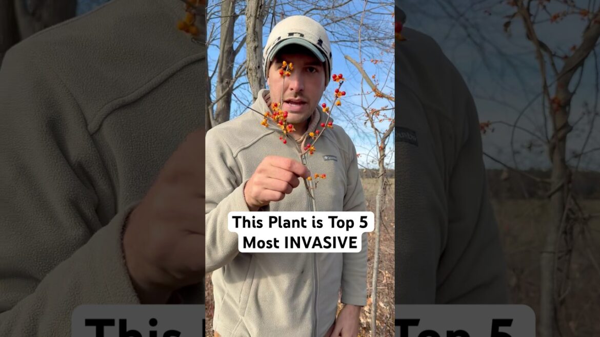 Don’t Let This Highly Invasive Plant Grow On Your Property!