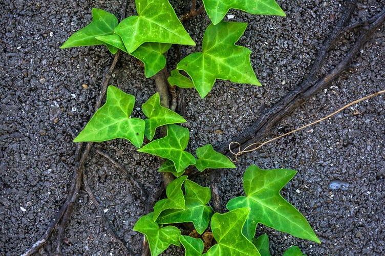 Ivy