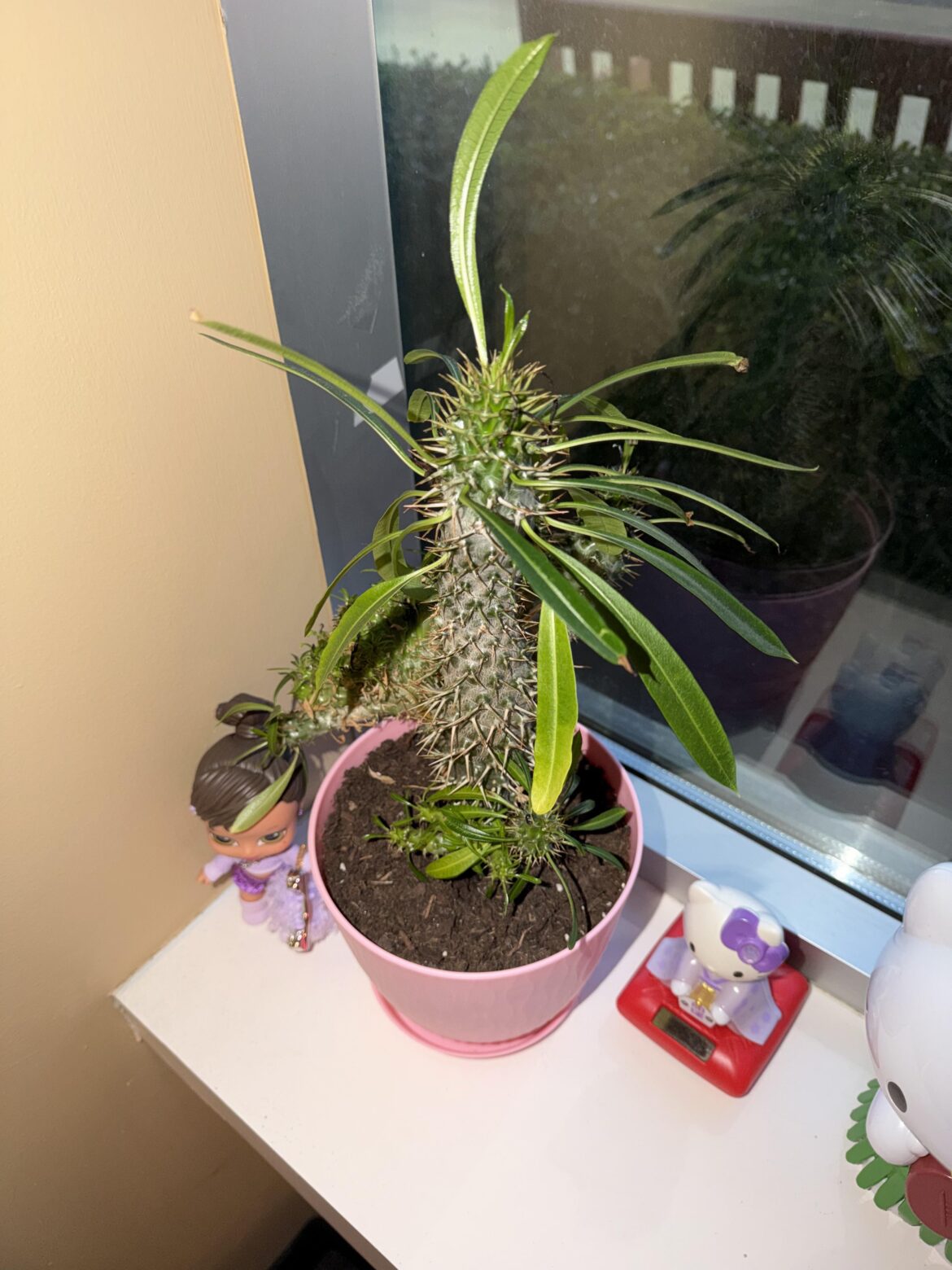 Madagascar Palm