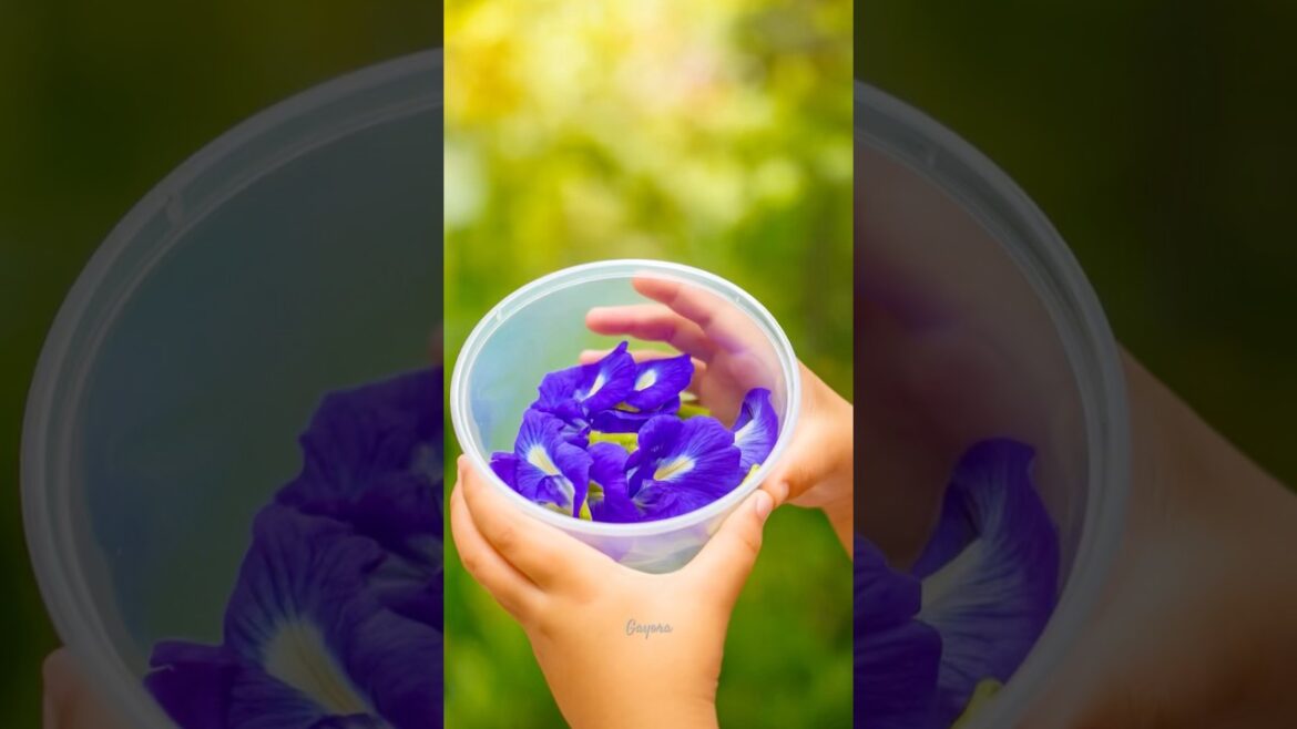 Butterfly Pea Flower Harvest 💙🌱#gardening #satisfying #plants #shorts #youtubeshorts