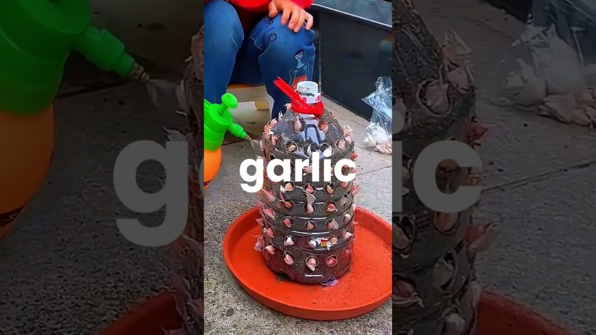 π± 5 Best Vegetables to Grow in Winter β Easy DIY Farm Guide for Beginners! βοΈπ₯ #fastgrowingplants π± 5 Best Vegetables to Grow in Winter β Easy DIY Farm Guide for Beginners! βοΈπ₯ #fastgrowingplants