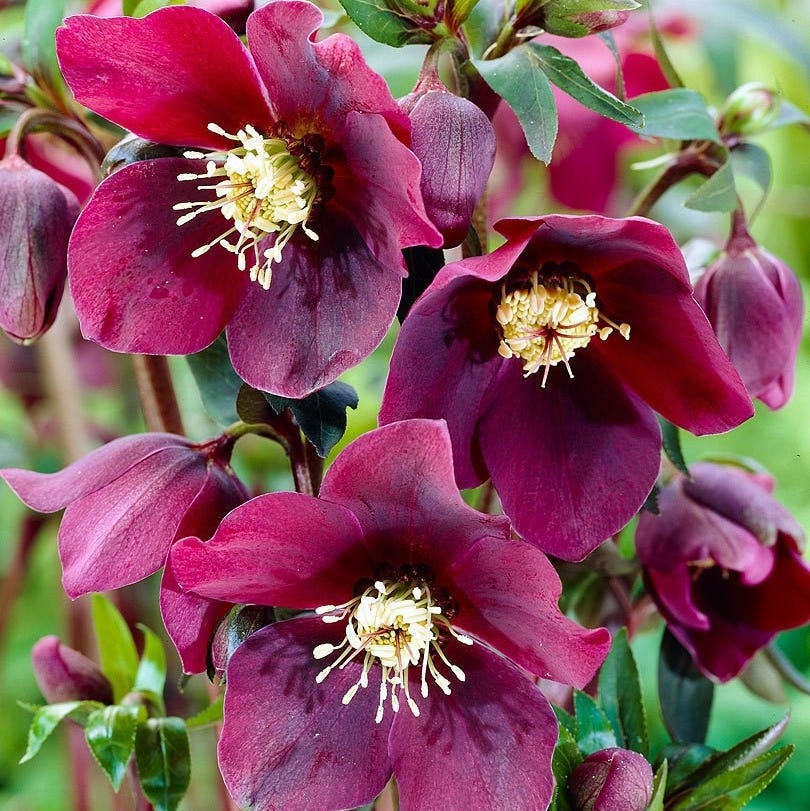 Helleborus x hybridus 'Hello Red' - Oriental Hellebore in Bud & Bloom