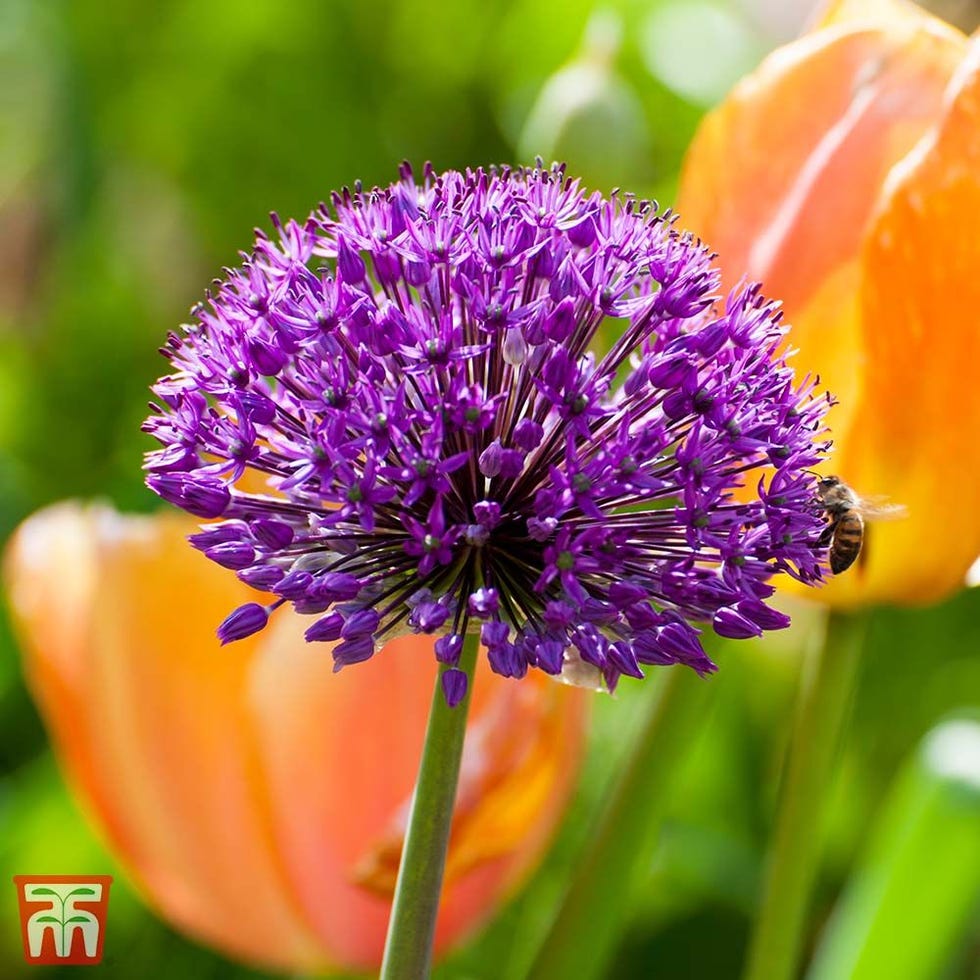 Allium 'Purple Sensation'Ornamental Onion