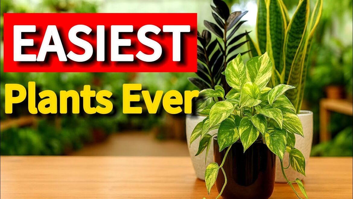 Houseplants for Beginners: 5 Plants You’ll Actually Keep Alive Houseplants for Beginners: 5 Plants You'll Actually Keep Alive