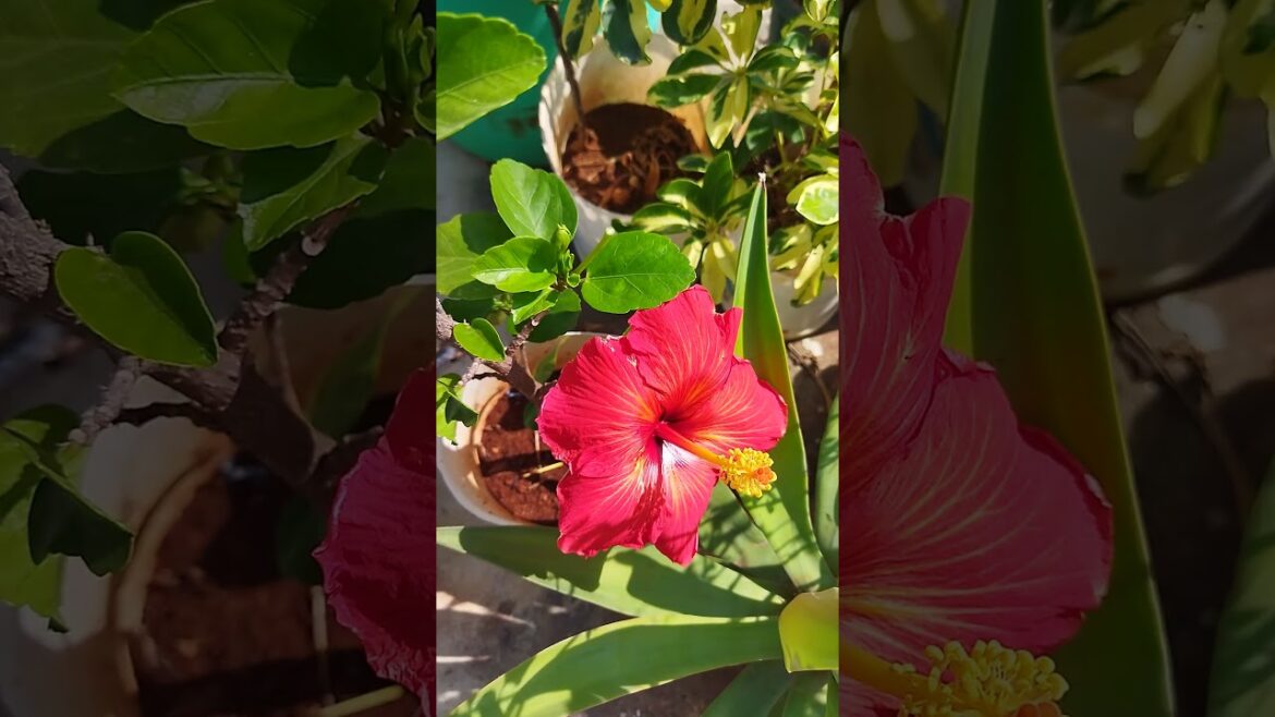 hibiscus flowers today's harvest in terrace garden harvest #shorts #shortsvideo #gardendesign #viral
