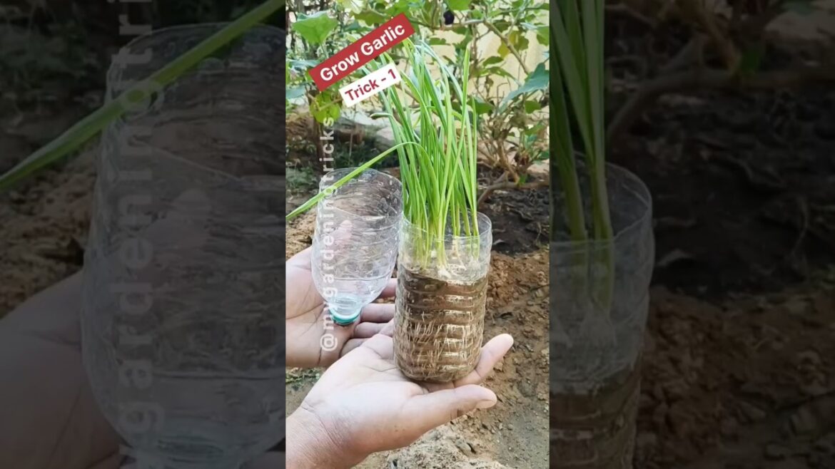 How to grow garlic | Gardening tips #garlic #gardening #shorts