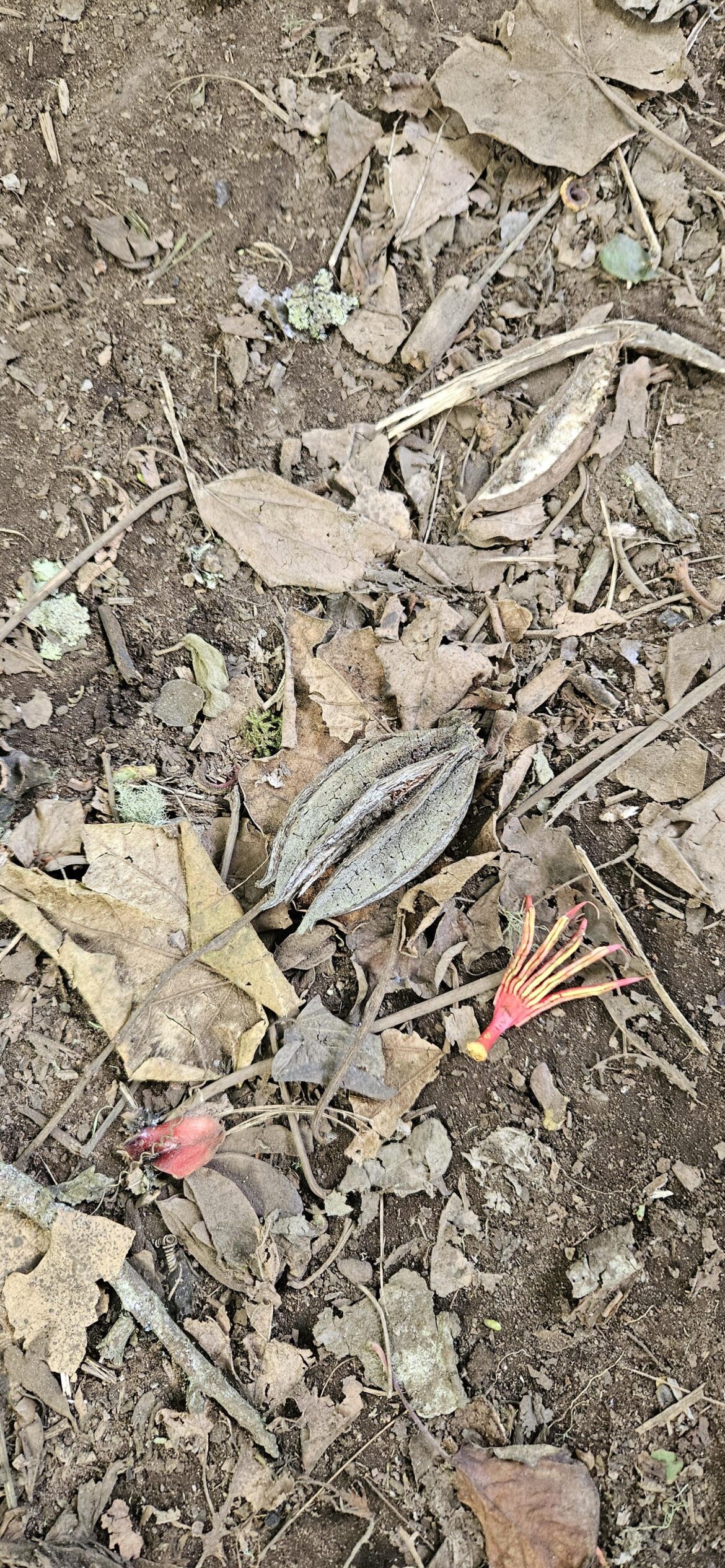 I found this shell like thing on a hike in Guatemala, any ideas?