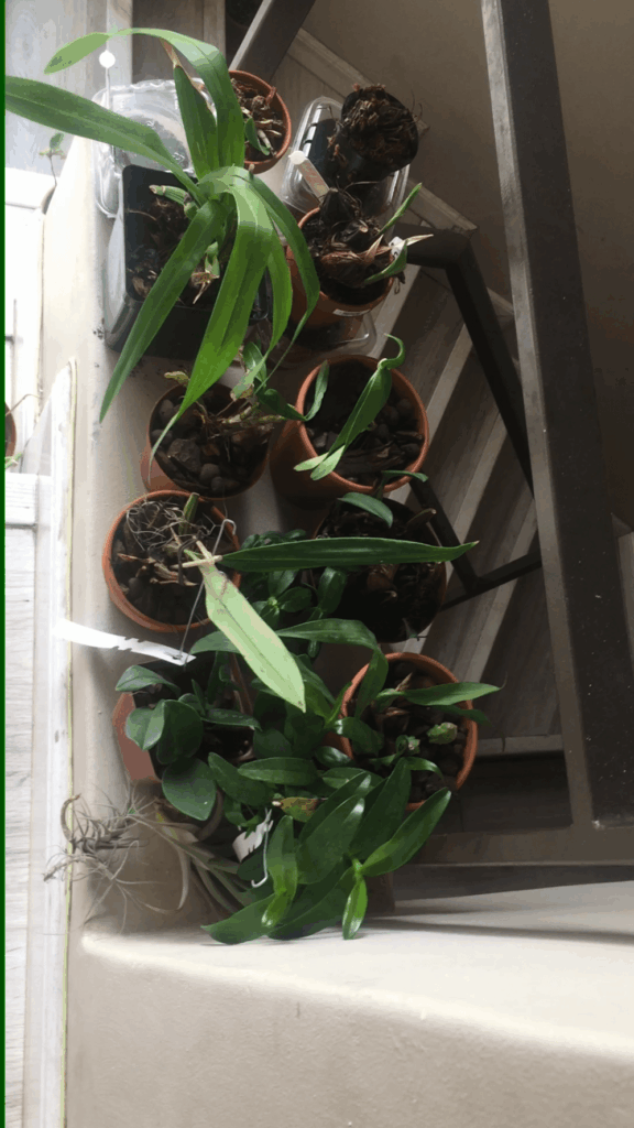 Indoor nursery in progress