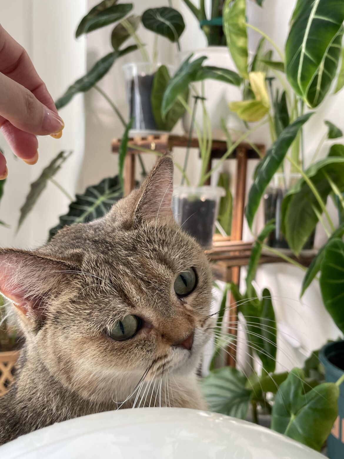 My cat finally decided my plants are friends