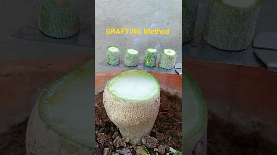 Grafting Adenium for Unique Flower Patterns #adenium  #grafting #plants #shorts #youtubeshorts