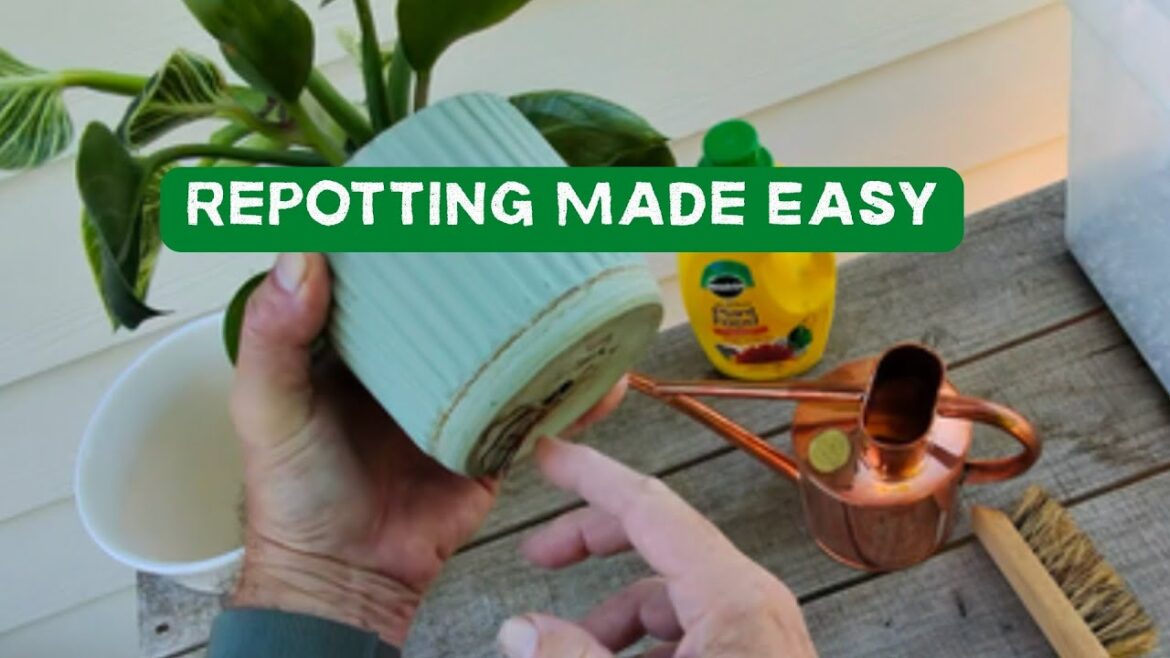 When to Repot Indoor Plants + Step-by-Step Guide (Master Gardener Tips) When to Repot Indoor Plants + Step-by-Step Guide (Master Gardener Tips)
