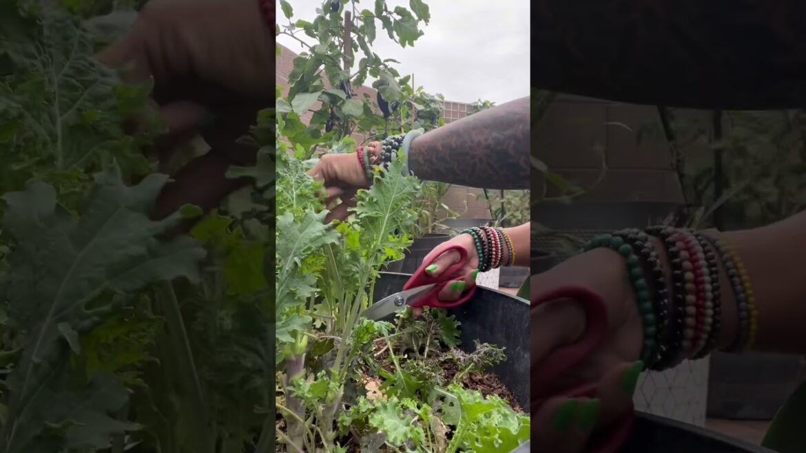 Red Russian Kale from the container garden 🪴