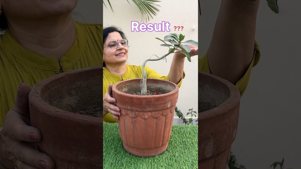 gardening tips#ytshorts #garden #flowers#plants #terracegardenindia