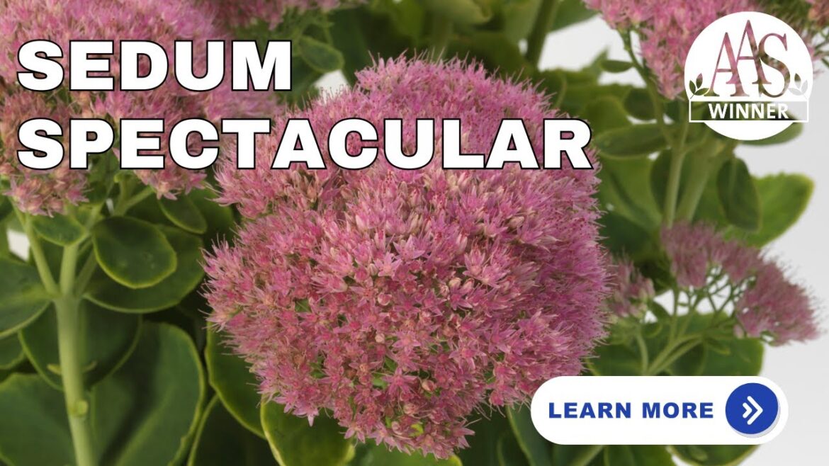 Sedum 'Spectacular': The AAS Winner for Year-Round Garden Drama! 🌟#aaswinner #gardening #garden