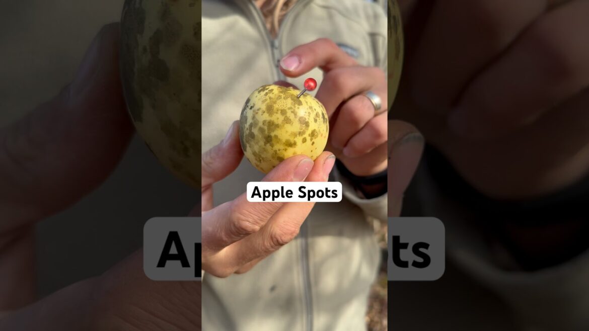 Don’t Believe The LIE About Spotty Apples!