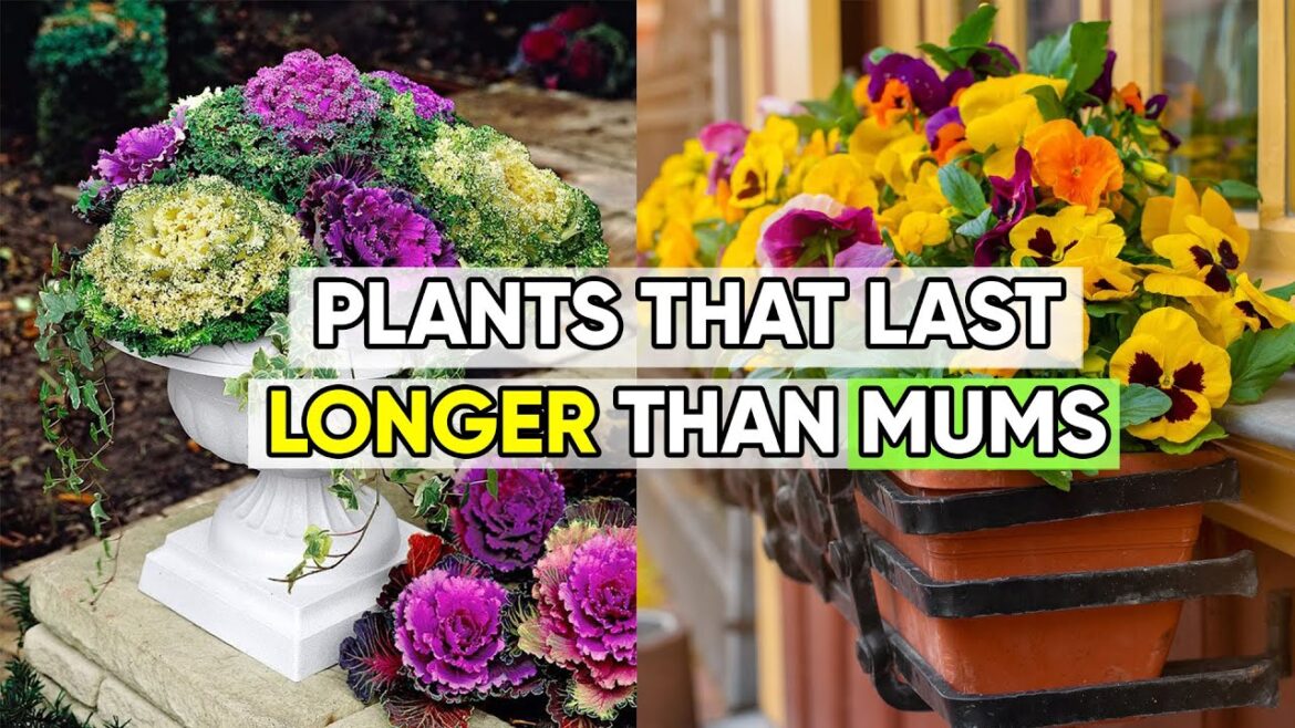 7 Stunning Fall Container Plants That Look Even Better Than Mums!