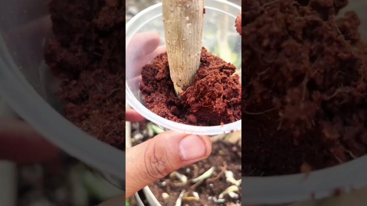 A unique plant propagation technique using used plastic caps. #bonsai #gardening #creative #unique A unique plant propagation technique using used plastic caps. #bonsai #gardening #creative #unique
