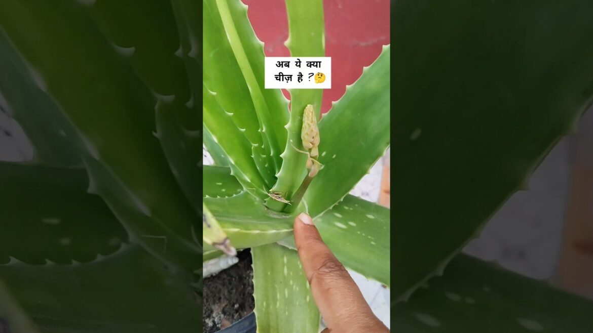 Bhagwan kare ye sach ho 🙏🪴/ #shorts ytshorts #alovera #garden