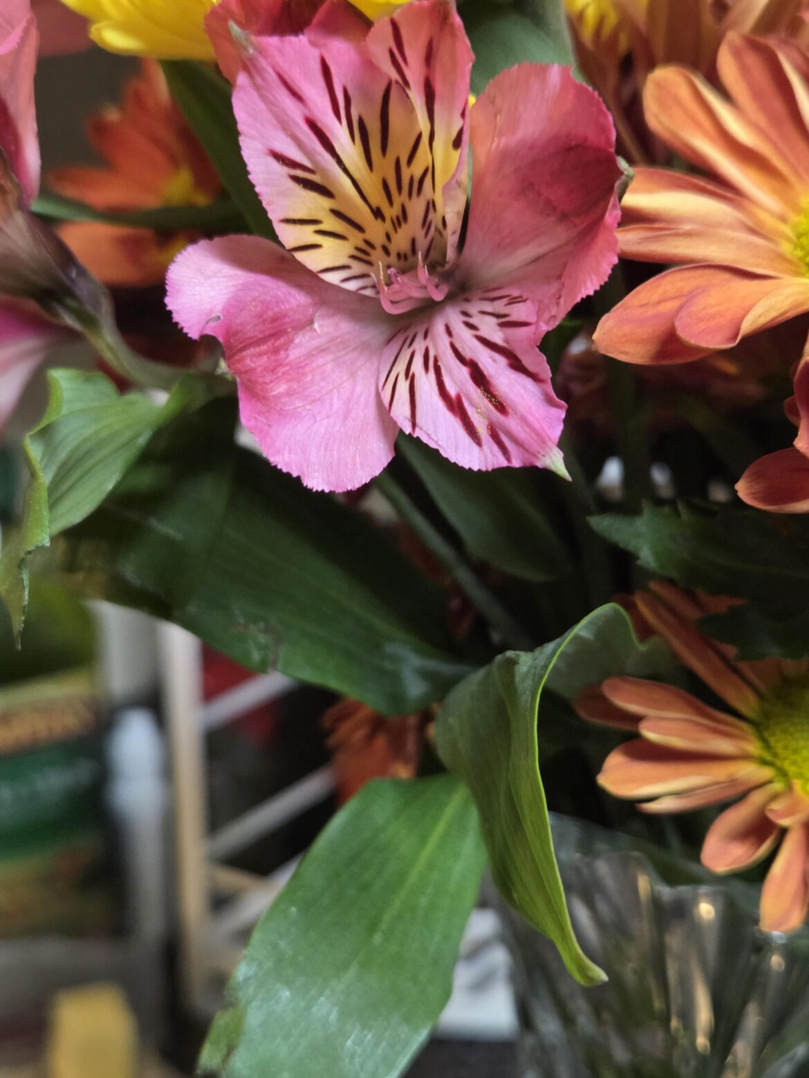 Is this Peruvian Lily? Cat took a bite of the leaf