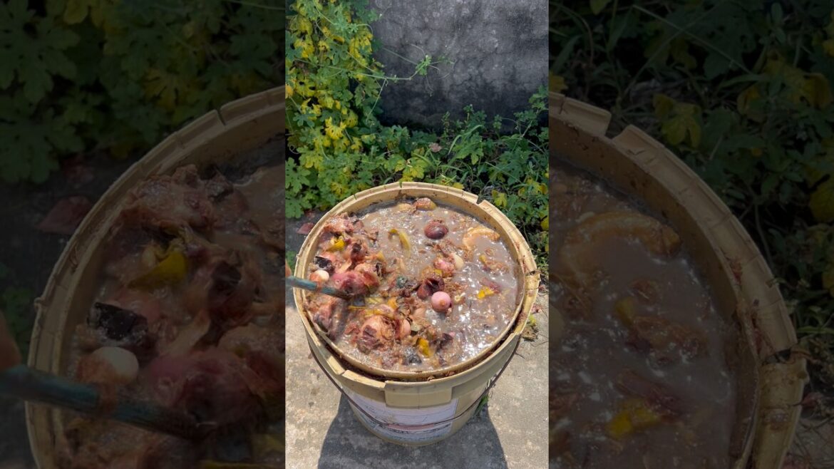 Making liquid compost store after 10days #compost #gardening #rooftopgarden #garden