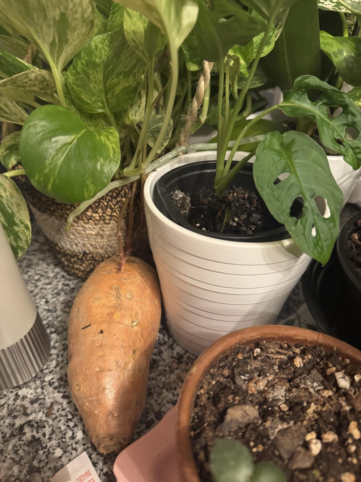 Sweet potato… prop?