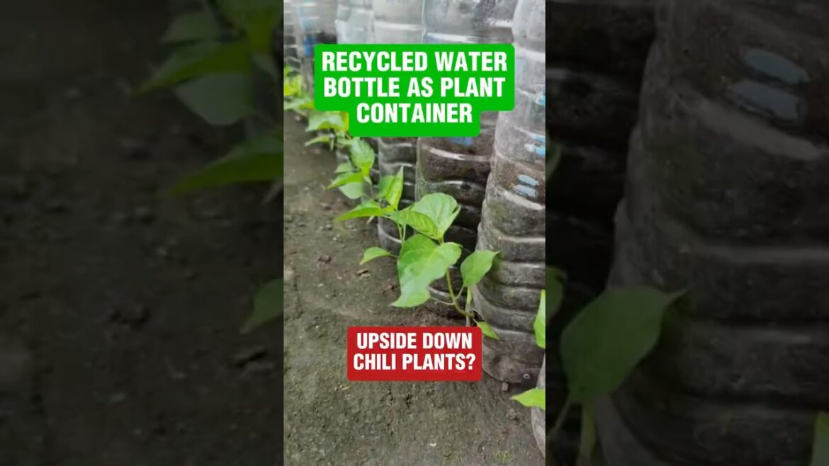 Grow Chili Plants in Recycled Bottles | Smart Upside Down Gardening Hack! 🌶️🌱
