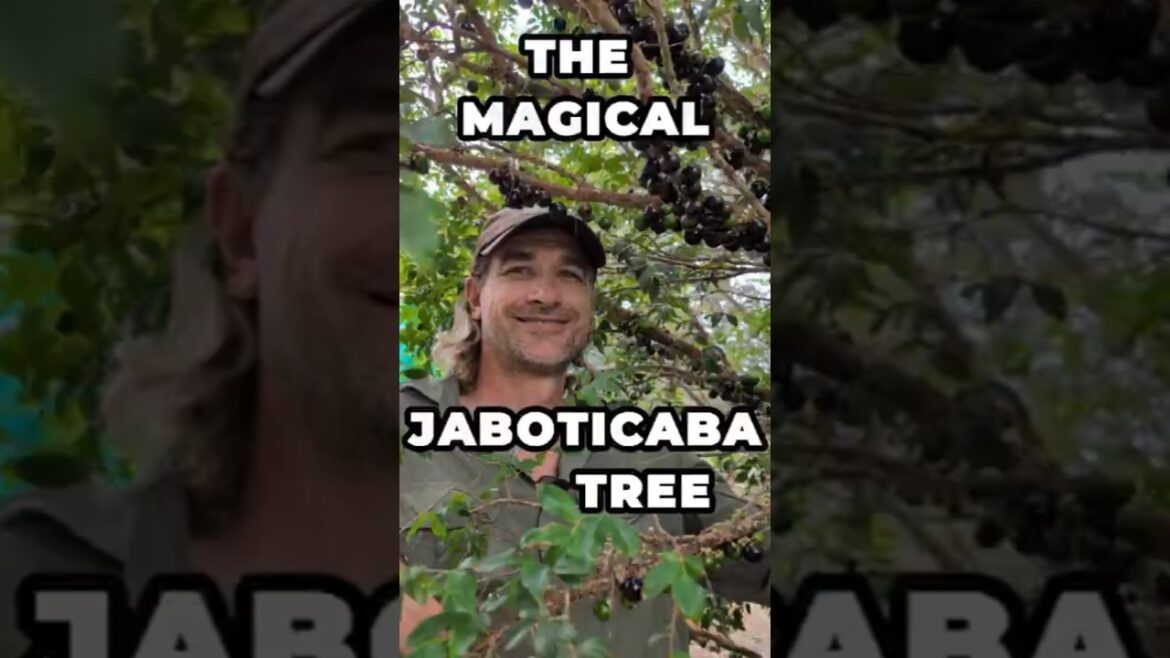 The Magical Jaboticaba Tree Fruit That Grows on the Trunk! #gardening #garden #permaculturegarden