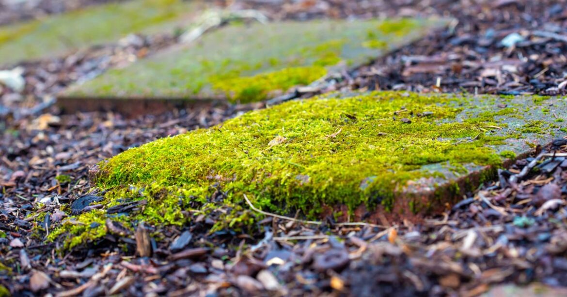 Three gardeners share ‘most effective’ way to remove moss from patios in 10 minutes Bristol Live
