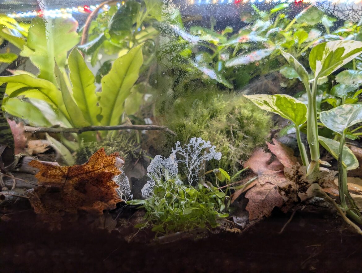 Babes, I have slime mold!