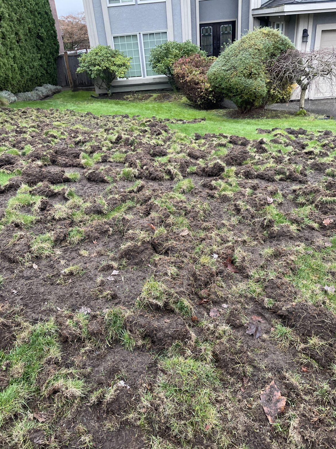 Raccoons: fuck that lawn in particular