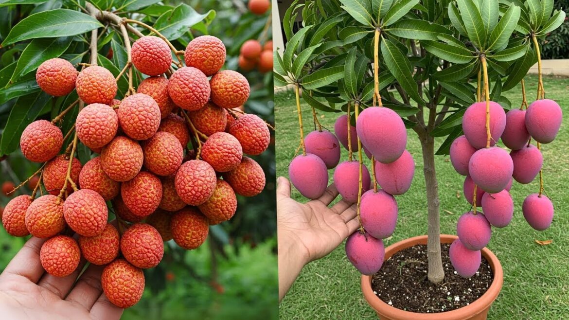 🌿How to Grow Fruit Trees FASTER with Simple Techniques! 🌿How to Grow Fruit Trees FASTER with Simple Techniques!