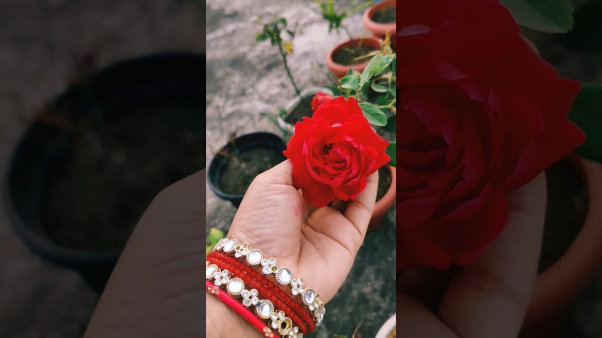 #hindisong #song #love #bollywood #terracegardenindia #gardendesign #garden #plantsofindia 😘 trendin