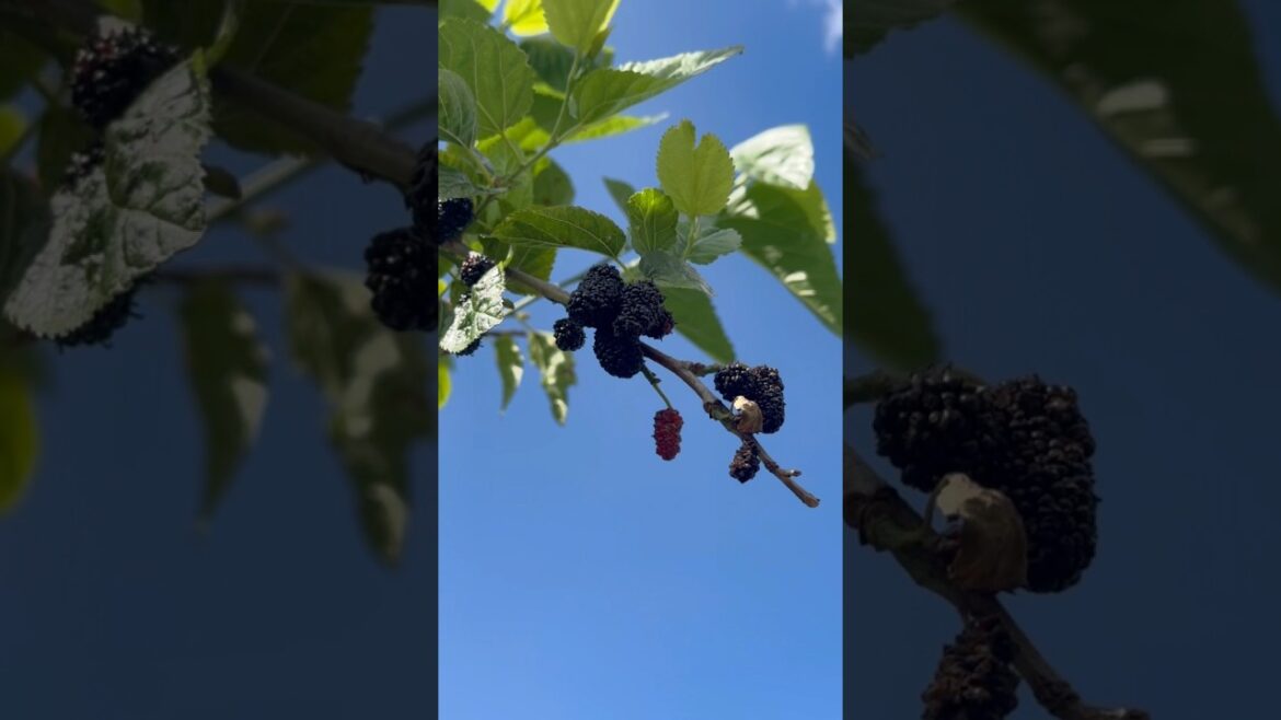 Fresh Mulberries in my backyard @Australia #fruits#organic#viral#garden#viralvideo#shorts