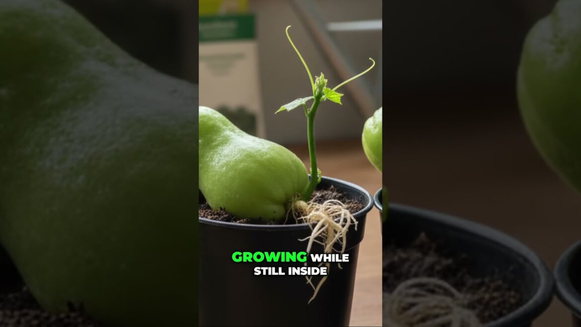 Easy Chayote Squash – Grow Your Own at Home! 🌱🥒