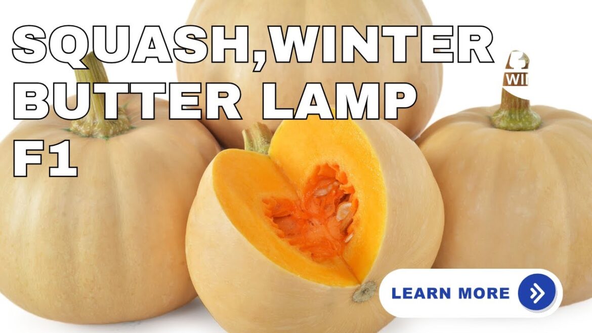 Grow the Best Butternut Squash: Meet the AAS Winner 'Butter Lamp'! 🎃#garden #squash